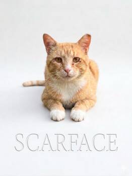 American Shorthair Cats Available for Adoption in East Orange, New Jersey - Scarface | PetCurious