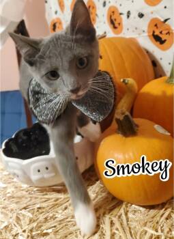 Rescue Tabby and Domestic Short Hair Cats for Adoption in Dallas, Texas - Smoky Robinson | PetCurious