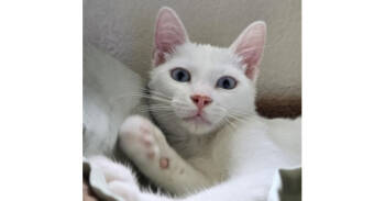 Rescue Siamese Cats for Adoption in Austin, Texas - Mini Moo | PetCurious