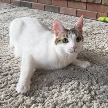 Domestic Short Hair Cats Available for Adoption in Medina, Ohio - Frank | PetCurious