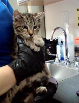 TIGER -  Domestic Short Hair Cat for Adoption in Martinez, California - TIGER | PetCurious
