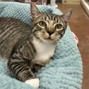 Peekaboo -  Tabby Cat for Adoption in Green Valley, Arizona - Peekaboo | PetCurious