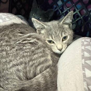 Liz -  Domestic Short Hair Cat for Adoption in Brockton, Massachusetts - Liz | PetCurious