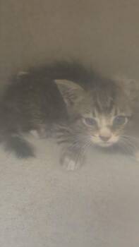 HENDRICK -  Domestic Short Hair Cat for Adoption in Texas City, Texas - HENDRICK | PetCurious