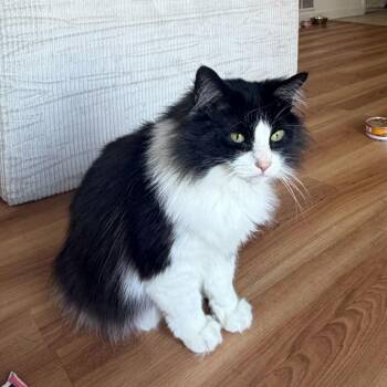 Appllo (Bonded with Azrael) -  Domestic Long Hair Cat for Adoption - Appllo (Bonded With Azrael) | PetCurious
