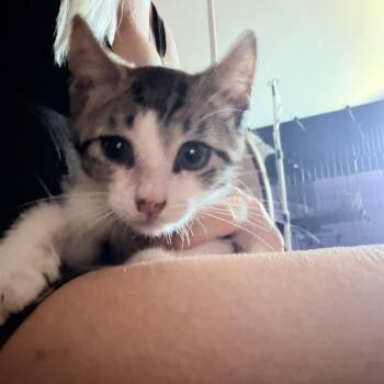 Mr. zipper -  Tabby Cat for Adoption in Newark Valley, New York - Mr. Zipper | PetCurious