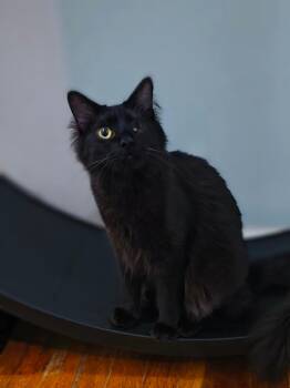Cassian -  Domestic Long Hair Cat for Adoption in Clayton, North Carolina - Cassian | PetCurious