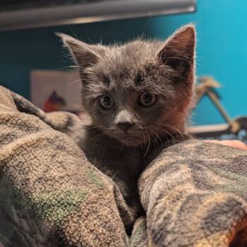 Rescue Russian Blue Cats for Adoption in Jefferson City, Tennessee - Lola | PetCurious