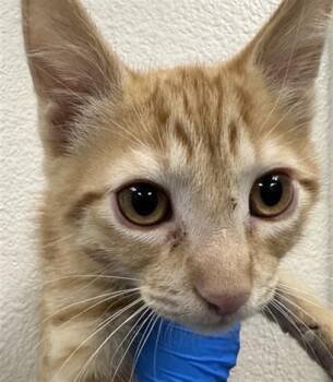 PAISIOS -  Domestic Short Hair Cat for Adoption in Las Vegas, Nevada - PAISIOS | PetCurious