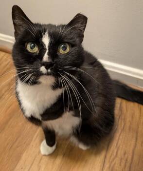 Laundromat -  Domestic Short Hair Cat for Adoption in Alexandria, Virginia - Laundromat | PetCurious