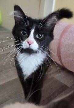 Birdie -  Domestic Medium Hair Cat for Adoption in Salisbury, North Carolina - Birdie | PetCurious