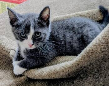 4 PACMAN KITTENS - Meet PINKY (F) -  Domestic Short Hair Cat for Adoption in Hillsboro, Oregon - 4 PACMAN KITTENS - Meet PINKY (F) | PetCurious
