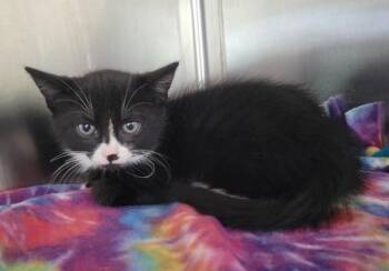 Domestic Short Hair Cats Available for Adoption in Kennewick, Washington - Pinstripe | PetCurious