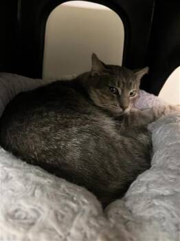 Rescue Domestic Short Hair Cats for Adoption in Sugar Land, Texas - OZWALD | PetCurious