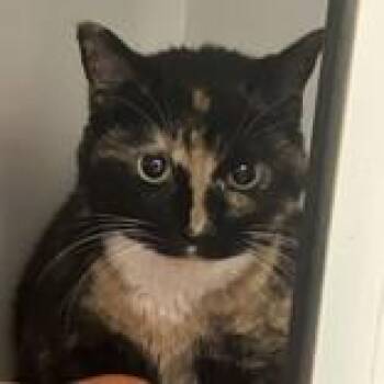 Domestic Short Hair Cats Available for Adoption in Hilliard, Ohio - Antigone | PetCurious