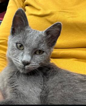 Rhiannon -  Domestic Medium Hair Cat for Adoption - Rhiannon | PetCurious