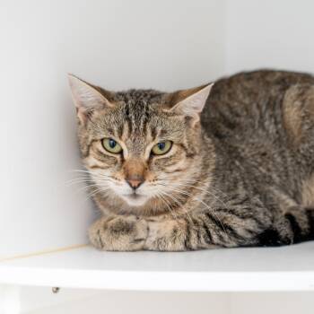Rescue Domestic Short Hair Cats for Adoption in New York, New York - Missy | PetCurious