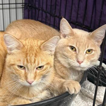 Domestic Short Hair Cats Available for Adoption - Yesterday | PetCurious