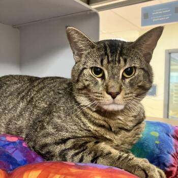 Link -  Domestic Short Hair Cat for Adoption in Briarcliff Manor, New York - Link | PetCurious