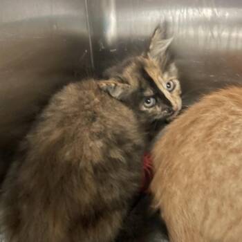 Jaz -  Domestic Medium Hair Cat for Adoption in Port Charlotte, Florida - Jaz | PetCurious