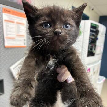 Carribean -  Domestic Short Hair Cat for Adoption in Newark, New Jersey - Carribean | PetCurious