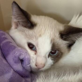 Brayley -  Domestic Short Hair Cat for Adoption in Columbia, Illinois - Brayley | PetCurious