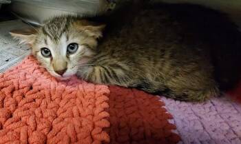 SHADOW -  Domestic Short Hair Cat for Adoption in Aurora, Illinois - SHADOW | PetCurious