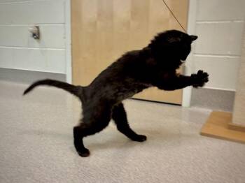 Gomez -  Domestic Short Hair Cat for Adoption in Portland, Oregon - Gomez | PetCurious