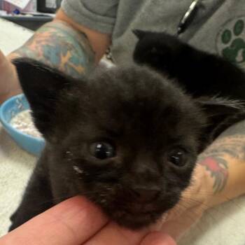 SCFL-Stray-67185 -  Domestic Short Hair Cat for Adoption in Lake Panasoffkee, Florida - SCFL-Stray-67185 | PetCurious
