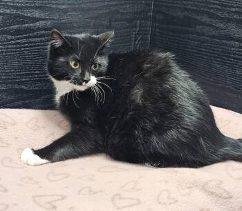 Domestic Short Hair Cats Available for Adoption - Pluto | PetCurious