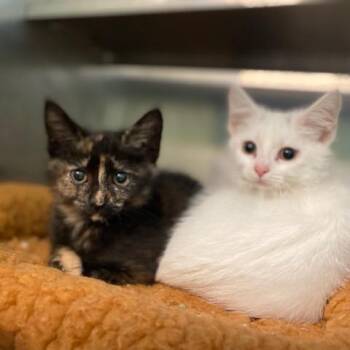 Laurel -  Domestic Short Hair Cat for Adoption in Dayton, Ohio - Laurel | PetCurious