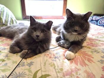 Domestic Long Hair Cats Available for Adoption in Minneapolis, Minnesota - Hazel / Cinder | PetCurious