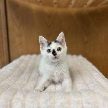 Lazy River--In Foster -  Domestic Short Hair Cat for Adoption in Fargo, North Dakota - Lazy River--In Foster | PetCurious