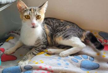 Zarina -  Domestic Short Hair Cat Available for Adoption in Tucson, Arizona - Zarina | PetCurious