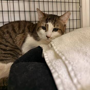 Domestic Short Hair Cats Available for Adoption - Pumba | PetCurious