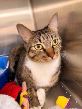 Moe -  Domestic Short Hair Cat for Adoption in Corpus Christi, Texas - Moe | PetCurious