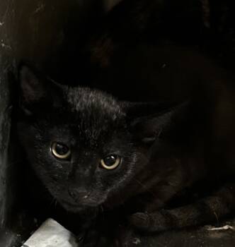 Rescue Domestic Short Hair Cats for Adoption in Spartanburg, South Carolina - Roscoe | PetCurious
