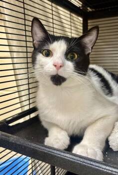 HOLMES -  Domestic Short Hair Cat for Adoption in Aliquippa, Pennsylvania - HOLMES | PetCurious