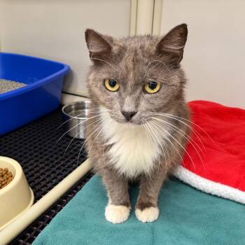 Taffy -  American Shorthair Cat for Adoption in Bendena, Kansas - Taffy | PetCurious