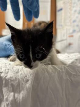 LAURA -  Domestic Short Hair Cat for Adoption in Fort Lauderdale, Florida - LAURA | PetCurious