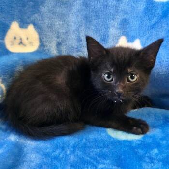 Tinkerbell -  Domestic Short Hair Cat for Adoption in Mt. Juliet, Tennessee - Tinkerbell | PetCurious