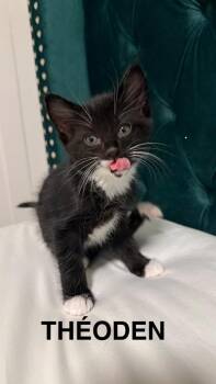 Theoden -  Domestic Short Hair Cat for Adoption in Calgary, Alberta - Theoden | PetCurious