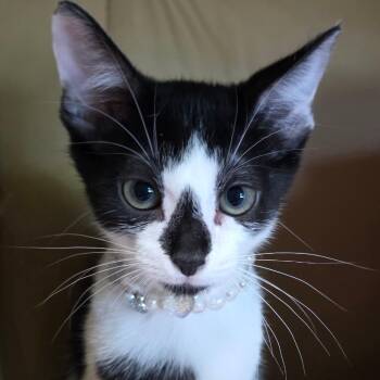 Sookie Waterhouse -  Domestic Medium Hair Cat for Adoption in Wiggins, Mississippi - Sookie Waterhouse | PetCurious