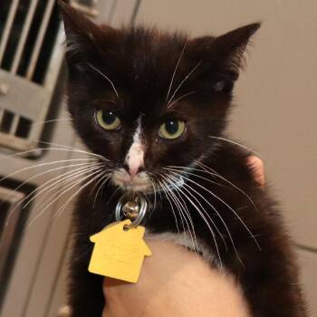Agent Jay -  Domestic Short Hair Cat for Adoption in Port Washington, New York - Agent Jay | PetCurious