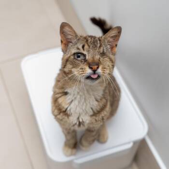Domestic Short Hair Cats Available for Adoption in New York, New York - Winchester | PetCurious