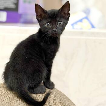 Intern 9 -  Domestic Short Hair Cat for Adoption in Austin, Texas - Intern 9 | PetCurious