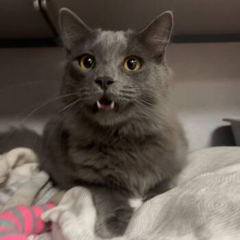 Stone -  Domestic Long Hair Cat for Adoption in Goleta, California - Stone | PetCurious
