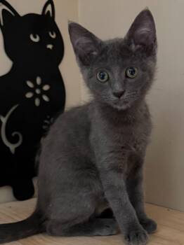Ivy -  Domestic Short Hair Cat for Adoption in West Palm Beach, Florida - Ivy | PetCurious