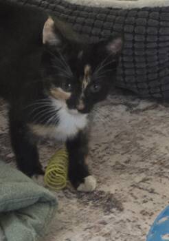 Calico Cats Available for Adoption in Burlington, Washington - Wendy-KJ (bonded With Wesley) | PetCurious