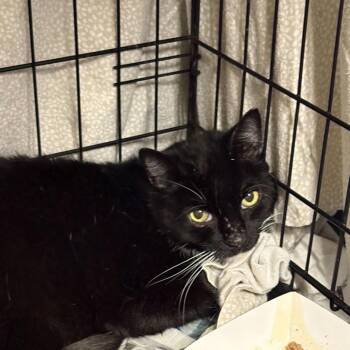 Domestic Medium Hair Cats Available for Adoption in Summerlee, West Virginia - Frankie | PetCurious